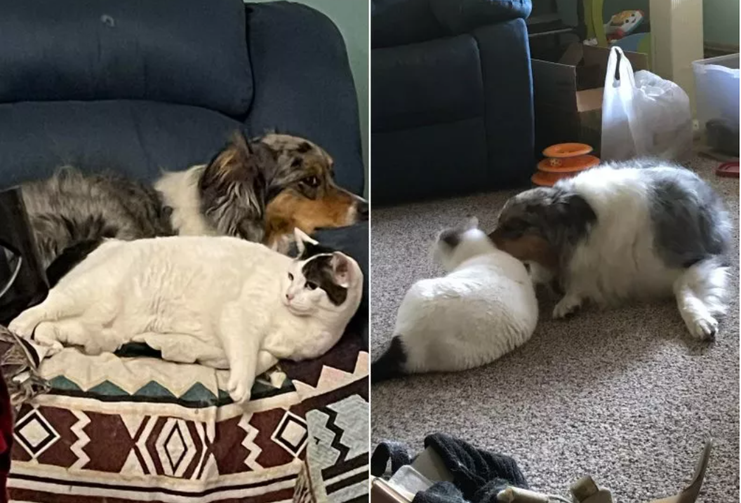 Nikita the cat and Bleu the Australian Shepherd